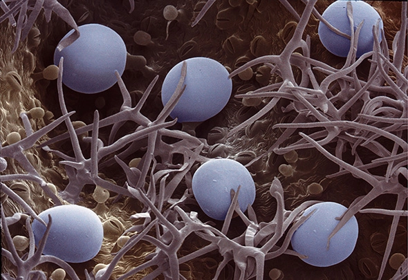 snímek siličnatých žlázek rozmarýnu lékařského - přírodní kosmetika Nobilis Tilia