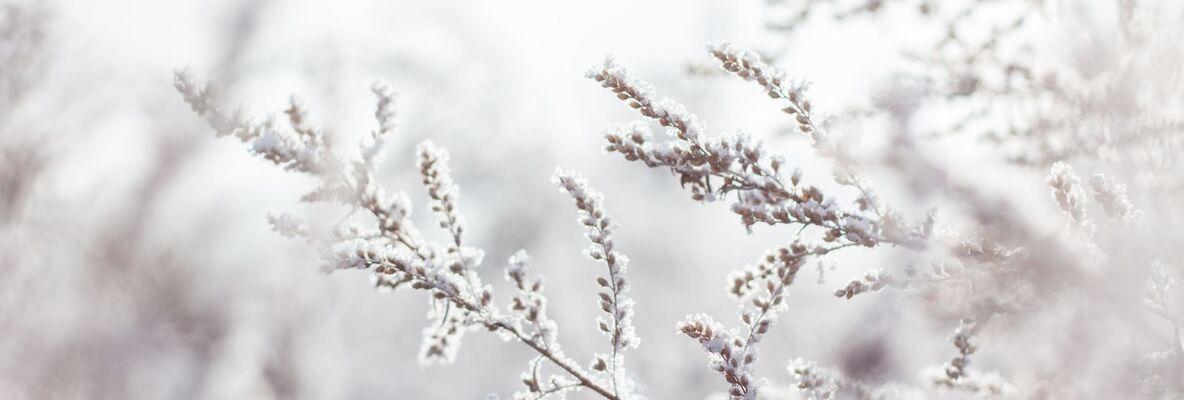 Aromaterapie v zimě podle čínské medicíny - přírodní kosmetika Nobilis Tilia