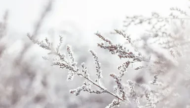 Aromaterapie v zimě podle čínské medicíny - přírodní kosmetika Nobilis Tilia