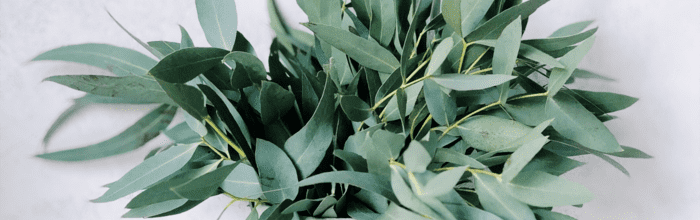 Eukalyptus: prodýchejte se v září ke zdraví