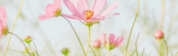 Aromaterapie v létě podle čínské medicíny - přírodní kosmetika Nobilis Tilia